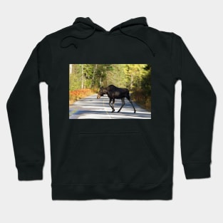 Jay Walking Moose - Algonquin Park, Canada Hoodie